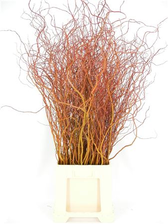 Salix Golden Curls 130cm Extra
