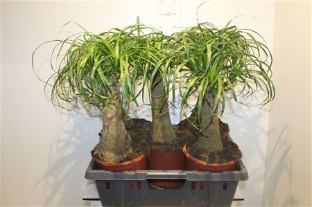 Beaucarnea Recur