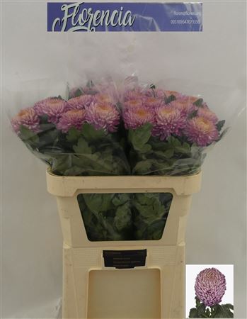Chr G Bigoudi Pink