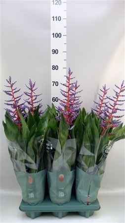 Aechmea 'blue Rain' Mimesis line