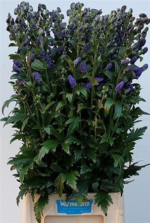 Aconitum Car Arendsii