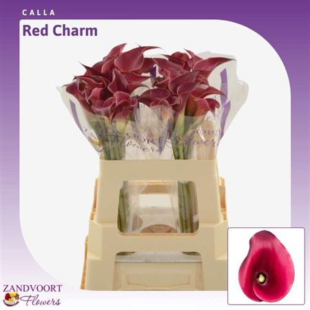 Zant Red Charm