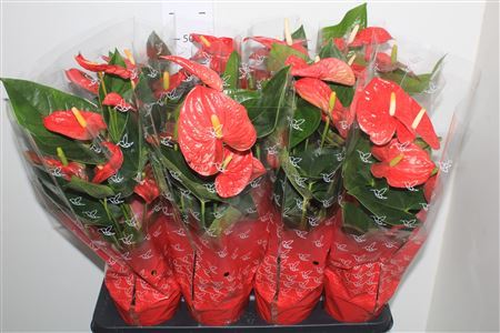 Anthu A Jambo Red 5+
