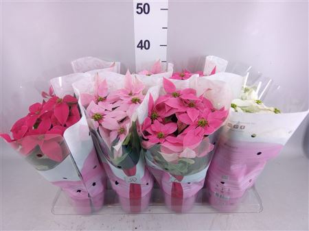 Euphorbia Pulc. 'princ' ..mix Dolc'Amore Mixtray