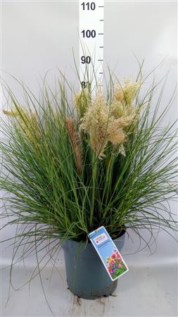 Cortaderia Sell. 'tiny Pampa' Cortaderia Tiny Pamp