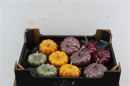 Wax Sierfruit Baby Boo Autumn Mix