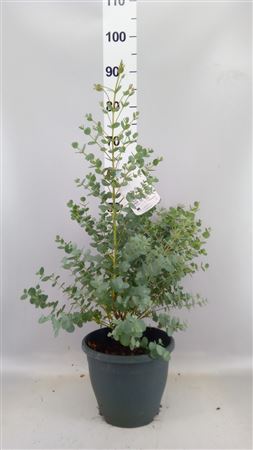 Eucalyptus Urnigera