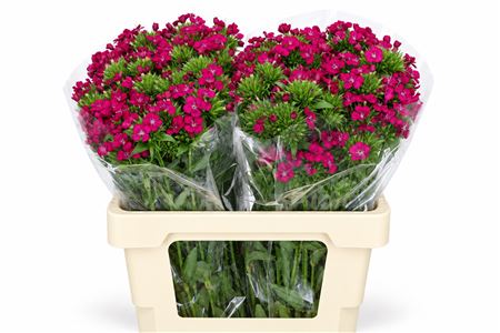 Dianthus Br Amazon Neon Cherry