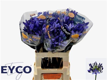 Agap Eyfori Blue
