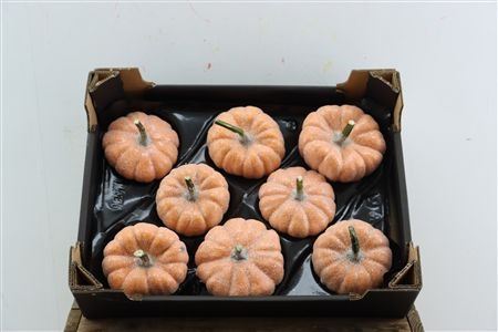 Halloween Toevoeg H%