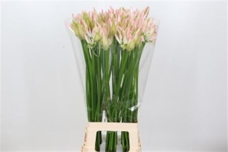 Nerine Bicolor Bionce