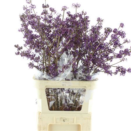 Callicarpa Bod Profu 100 Cm Extra