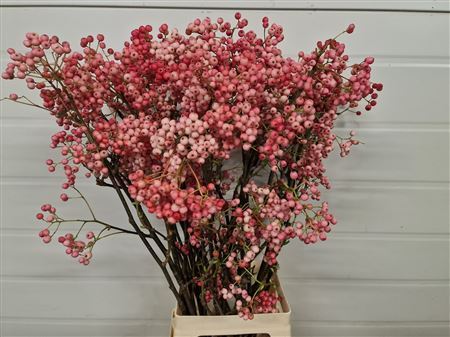Sorbus Pink P Stem 180cm