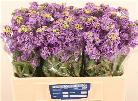 Matth Impala Lavende