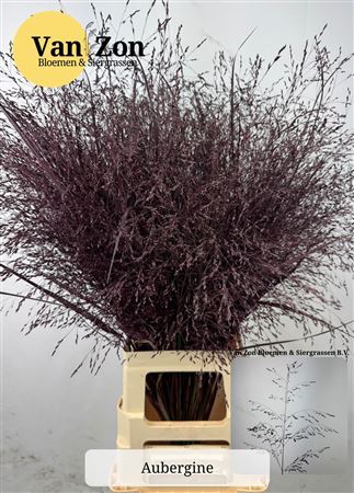 Siergras Panicum Kbh Aubergine