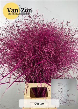Siergras Panicum Kbh Cerise
