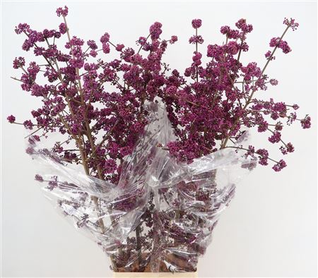 Callicarpa Bod Profu