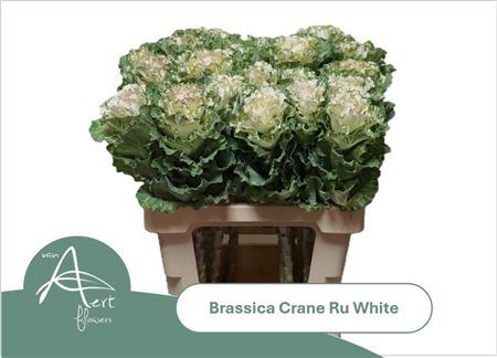 Brass Crane Ru White