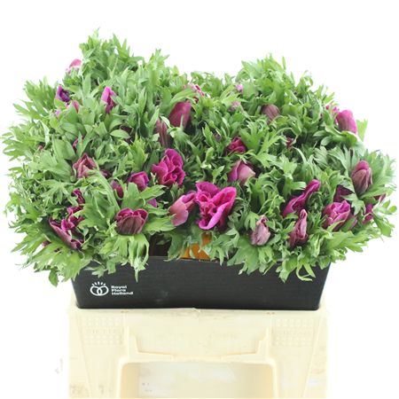 Anem Co Mar Orchid