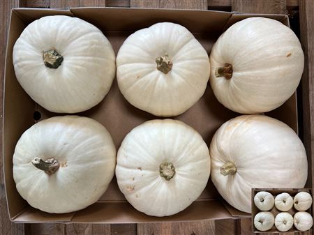 Cuc Maxima Halloween