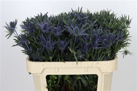 Eryngium Planum