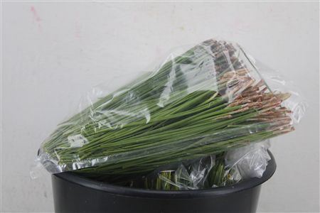 Dennen Needles Green P Bag