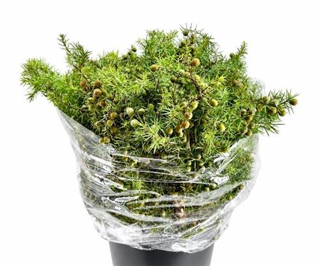 Juniperus Communis