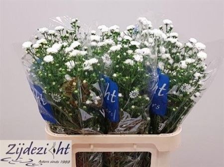 Aster Cassy