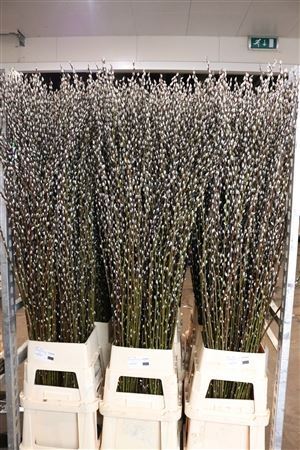 Salix Ca Snow Flake
