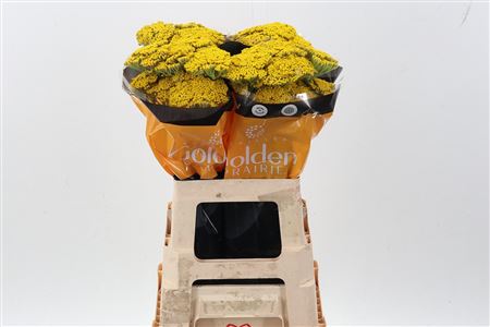 Achil Golden Prairie 60cm