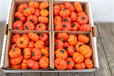 Sier Cuc Solanum Red X4