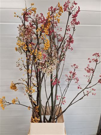 Sorbus Gemengd P Stem 180cm