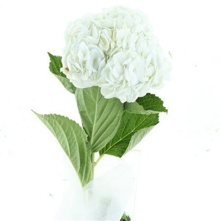 Hydr A White Dome