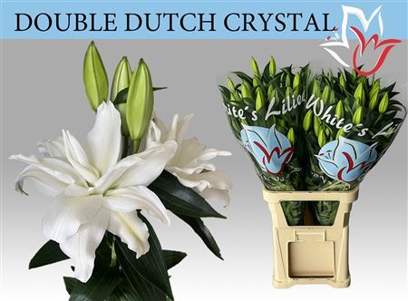Li Or Du Double Dutch Crystal