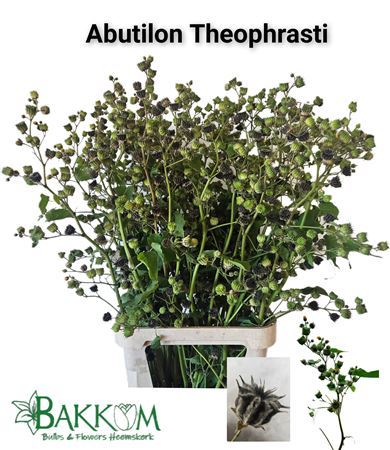 Abutilon Theophrasti