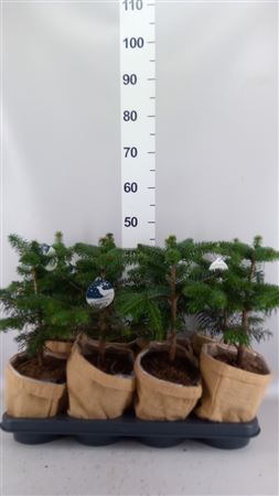 Abies Nordman. In jute
