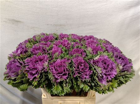Brassica Altair