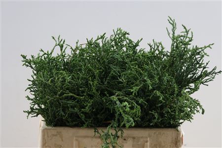 Chamaecyparis Law Lycopodioides Bio