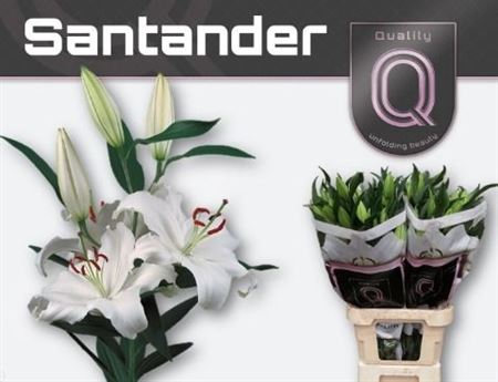 Li Or Santander 4+