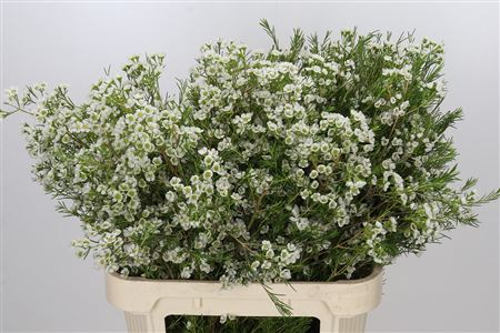 Chamelaucium Grace