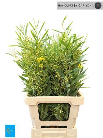 Acacia Bl Retinodes Bs