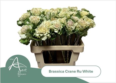 Brass Crane Ru White