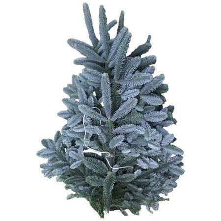 Abies Nob Blauw Kilo