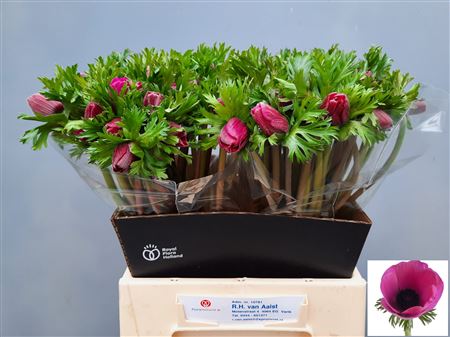 Anem Co Mar Orchid