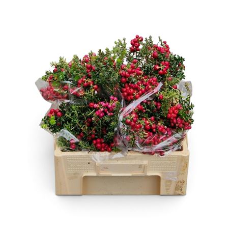 Gaultheria Mucronata