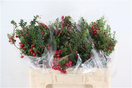 Gaultheria Mucronata
