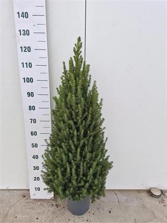 Picea Gl Conica