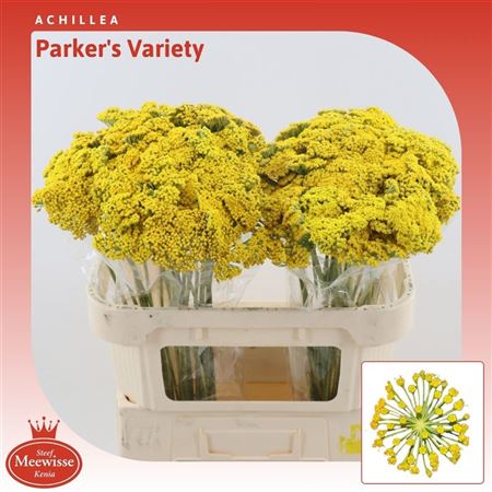 Achil F Park Variety