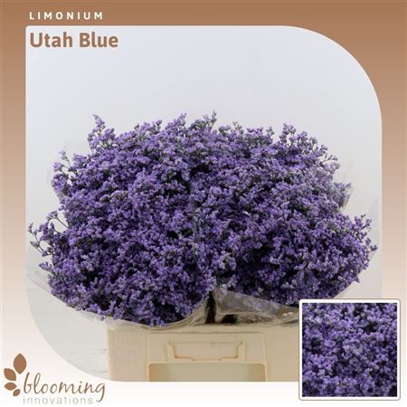Lim Ov Utah Blue