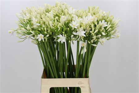 Agapanthus Gletsjer